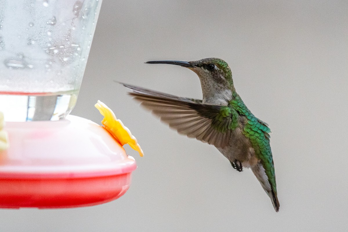 Ruby-throated Hummingbird - ML610000483