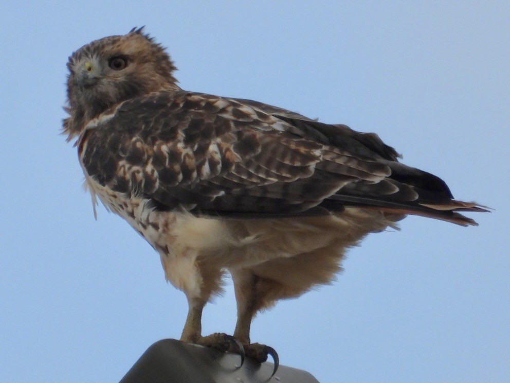 Red-tailed Hawk - ML610000544