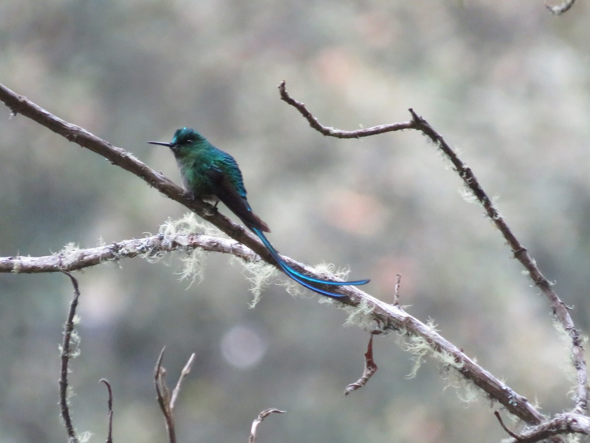 Long-tailed Sylph - ML610000613