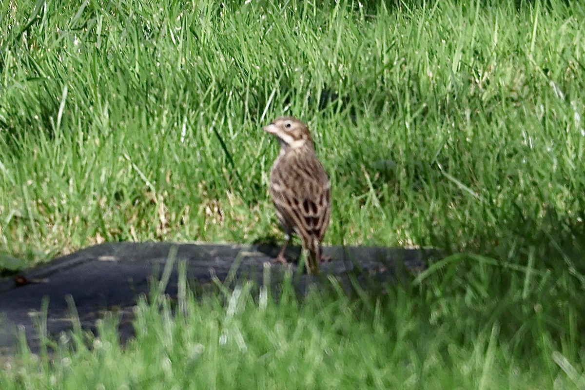 Vesper Sparrow - ML610000628