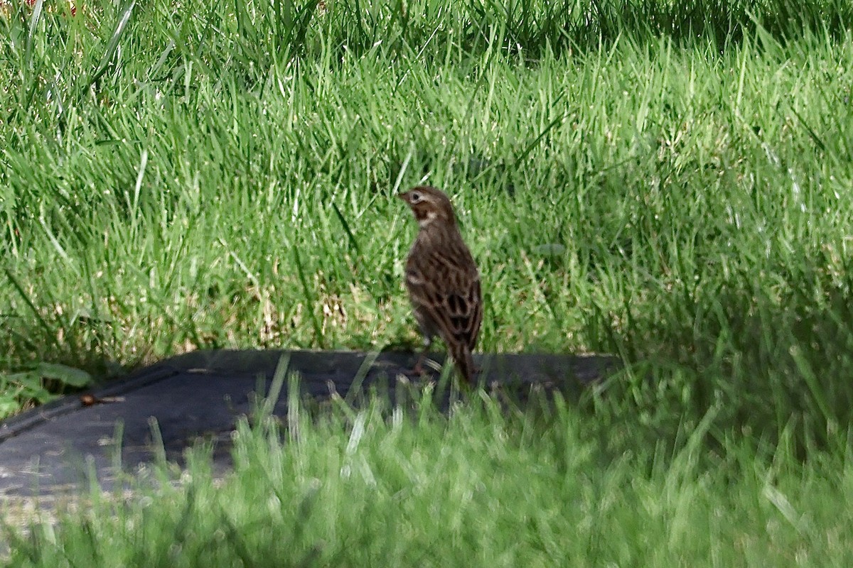 Vesper Sparrow - ML610000630