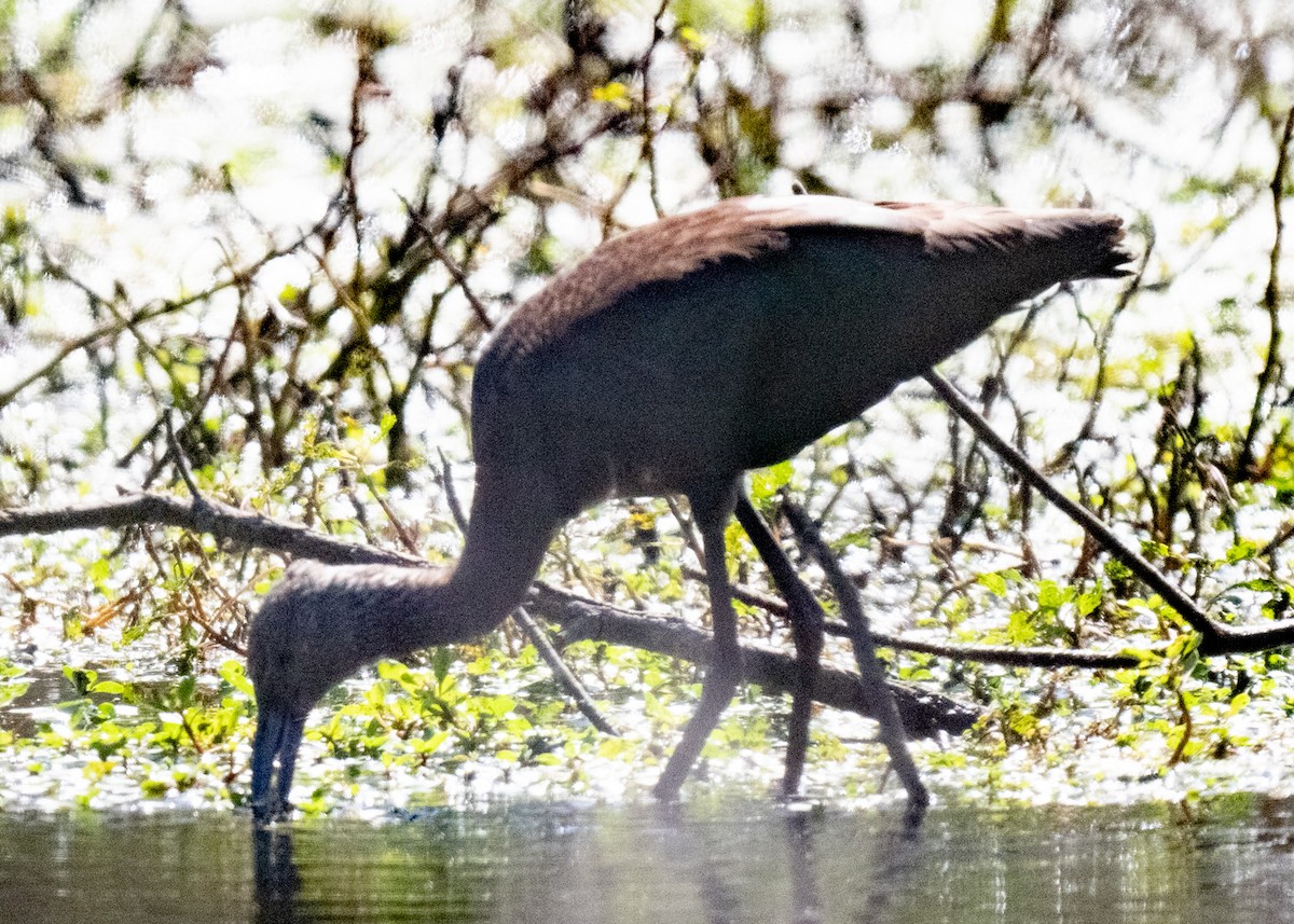 White-faced Ibis - ML610000740