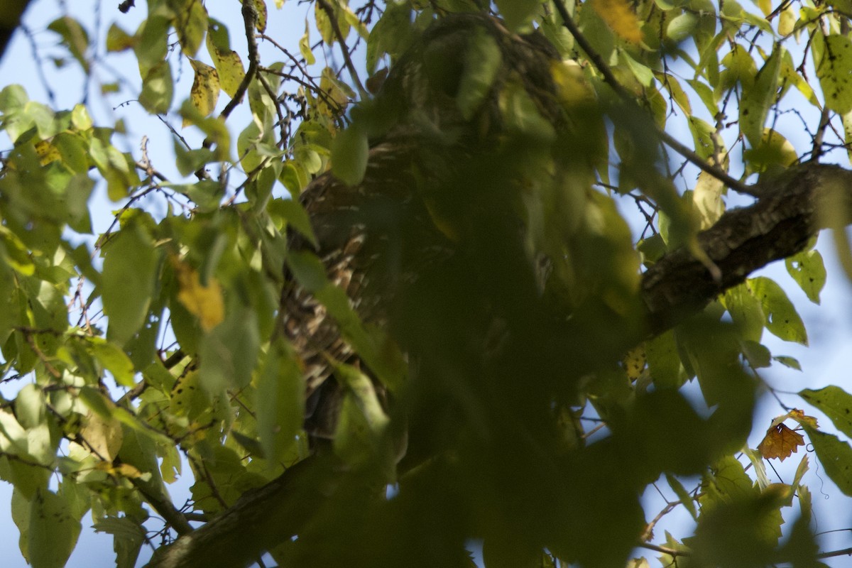 Barred Owl - ML610000812