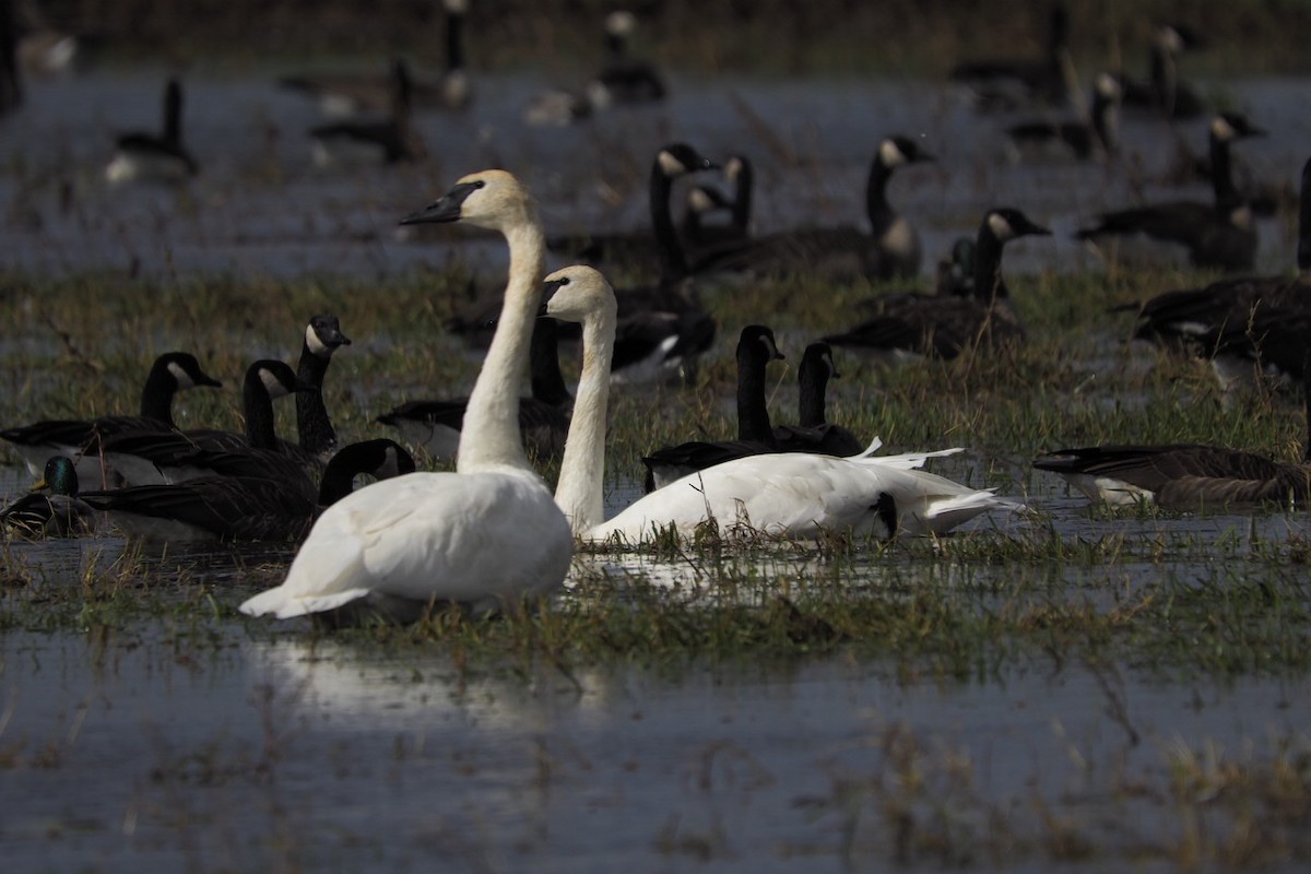 Trumpeter Swan - ML610000880