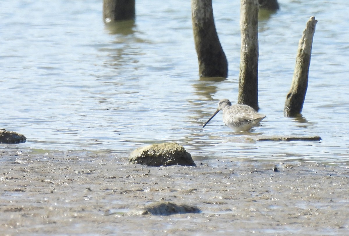 Long-billed Dowitcher - Roseanna Denton