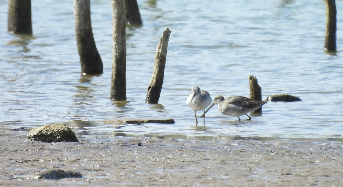 Long-billed Dowitcher - Roseanna Denton