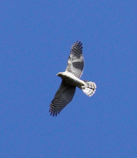 American Goshawk - Gaurav Parekh