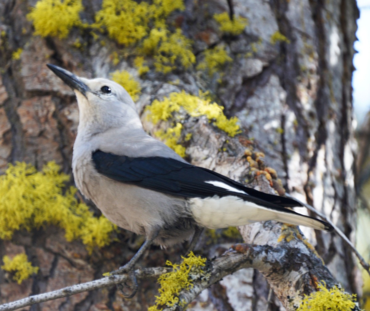 Clark's Nutcracker - ML610000973