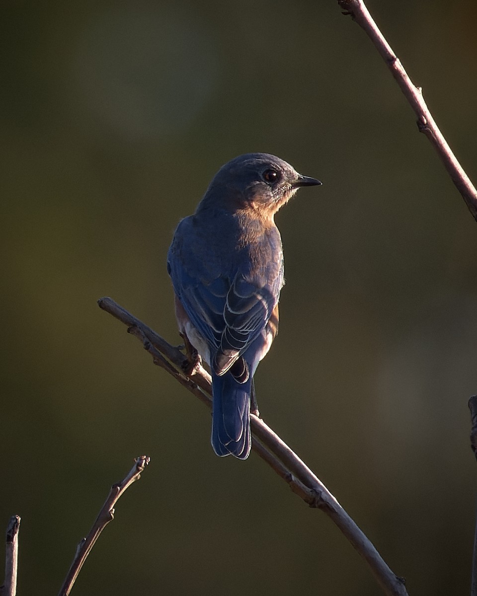 Eastern Bluebird - ML610000988