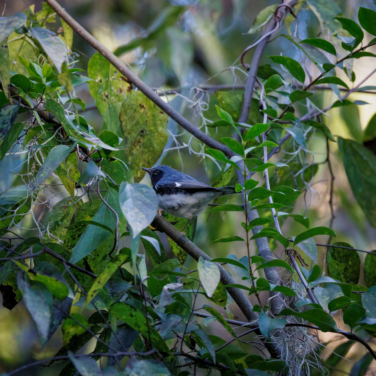 Black-throated Blue Warbler - ML610000993