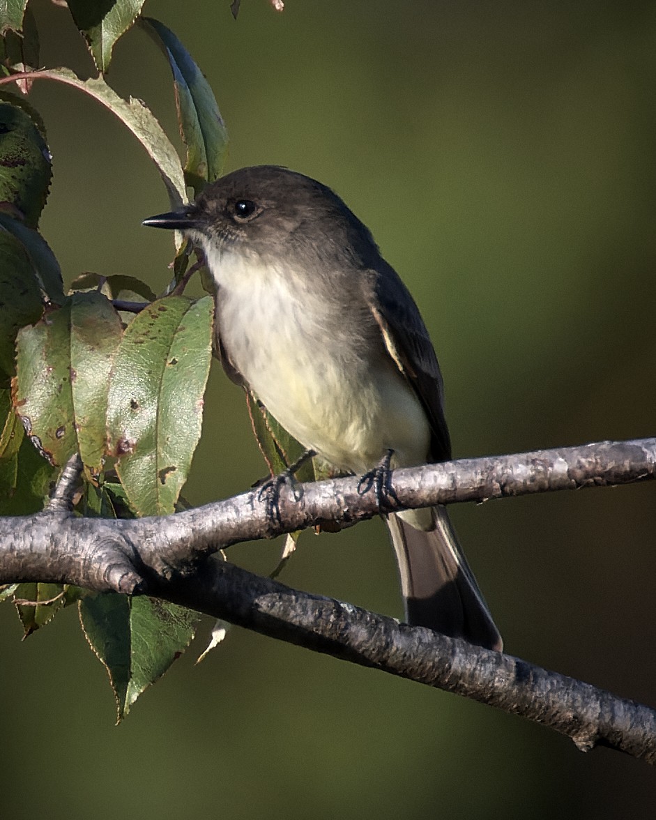 Eastern Phoebe - Robert David Atkinson