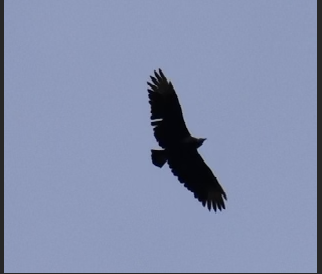Black Vulture - ML610001018