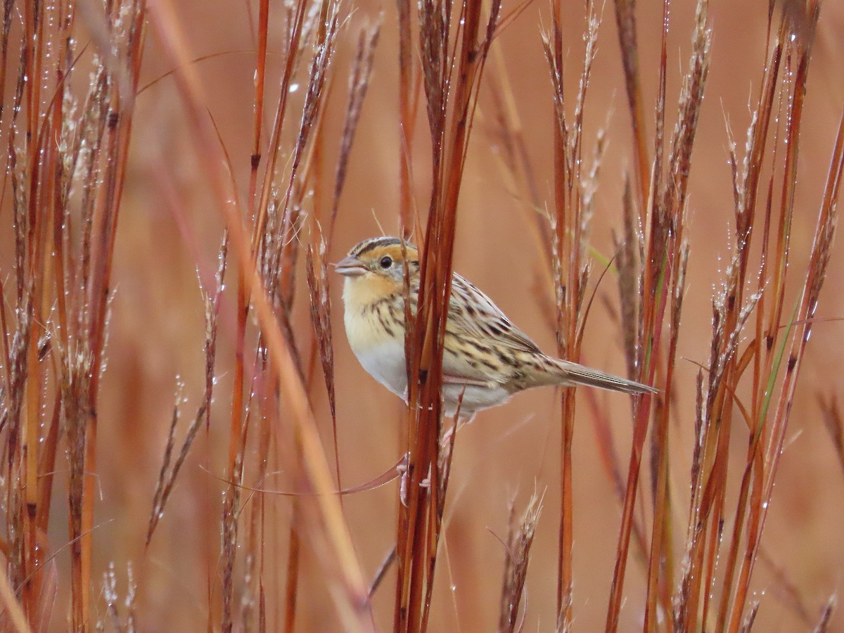 LeConte's Sparrow - ML610001036