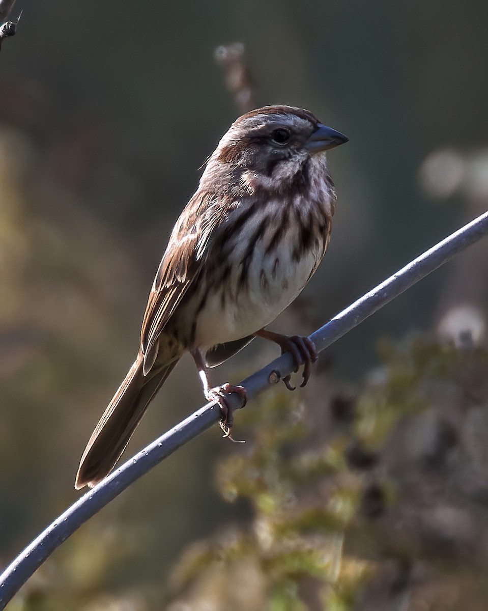 Song Sparrow - Robert David Atkinson