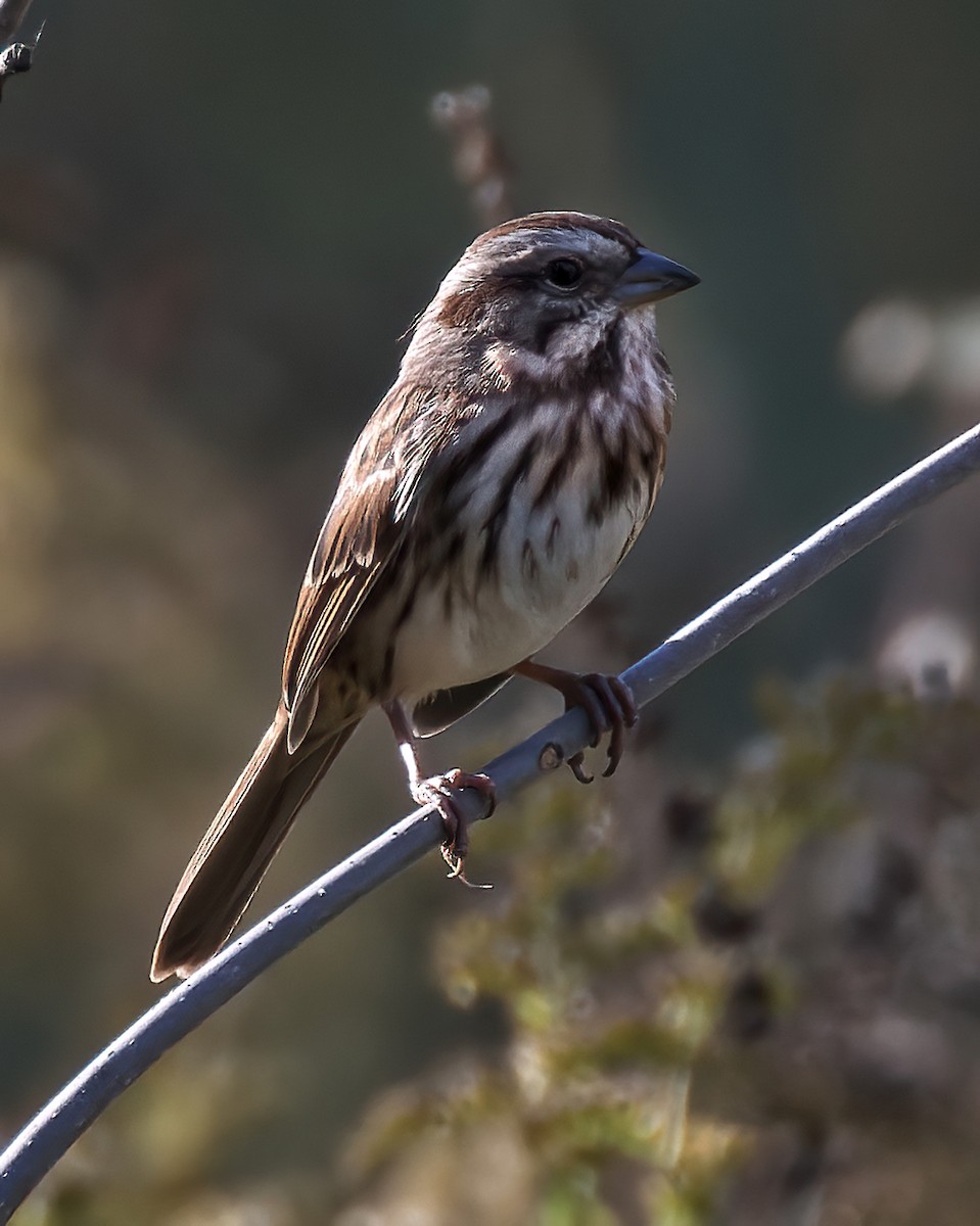 Song Sparrow - ML610001049