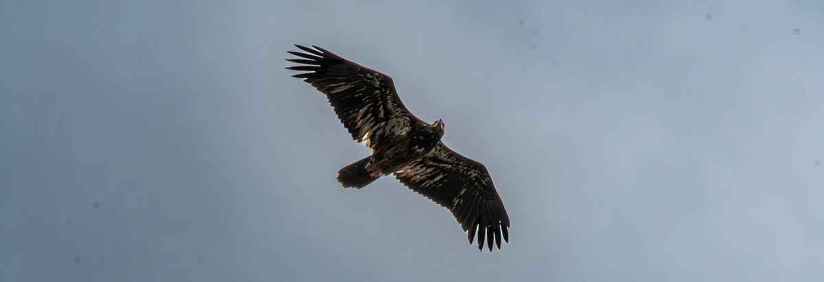 Bald Eagle - ML610001080