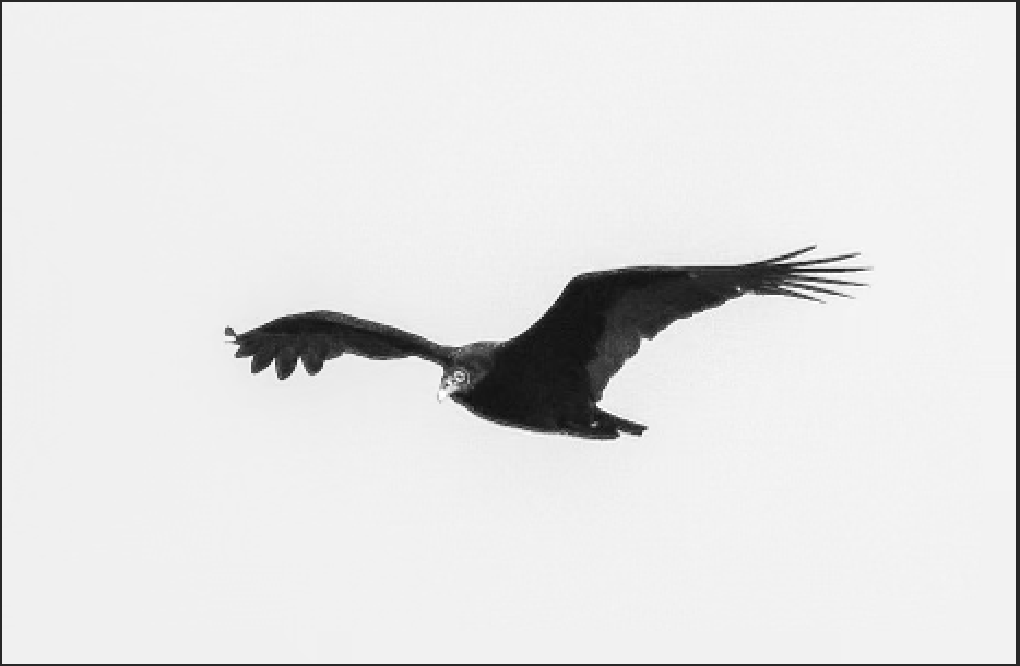 Turkey Vulture - ML610001081