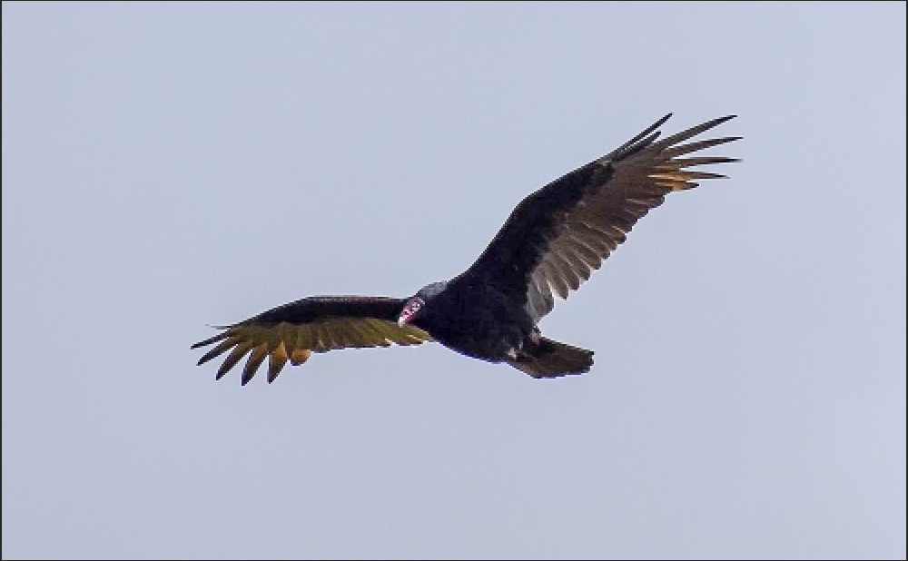 Turkey Vulture - ML610001082