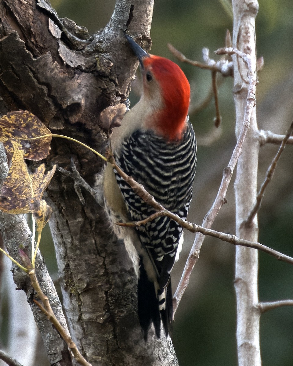 Red-bellied Woodpecker - Robert David Atkinson