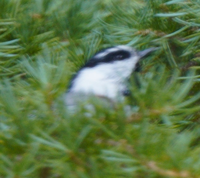 Mountain Chickadee - Gaurav Parekh