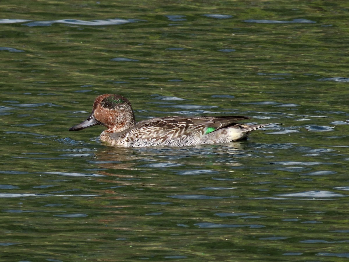 Green-winged Teal - ML610001192
