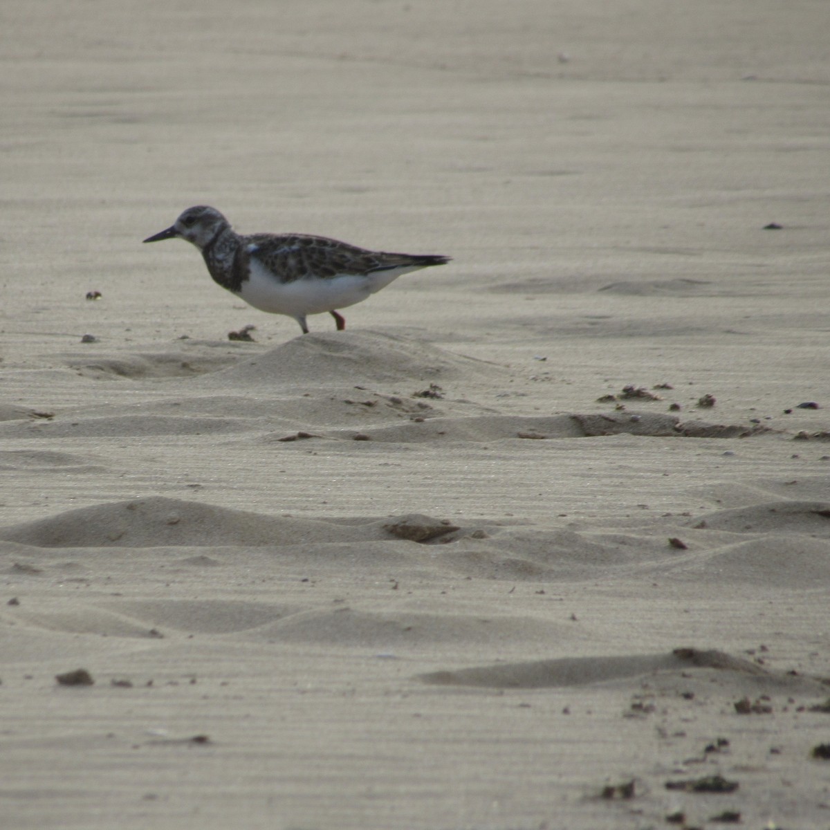 Ruddy Turnstone - ML610001214