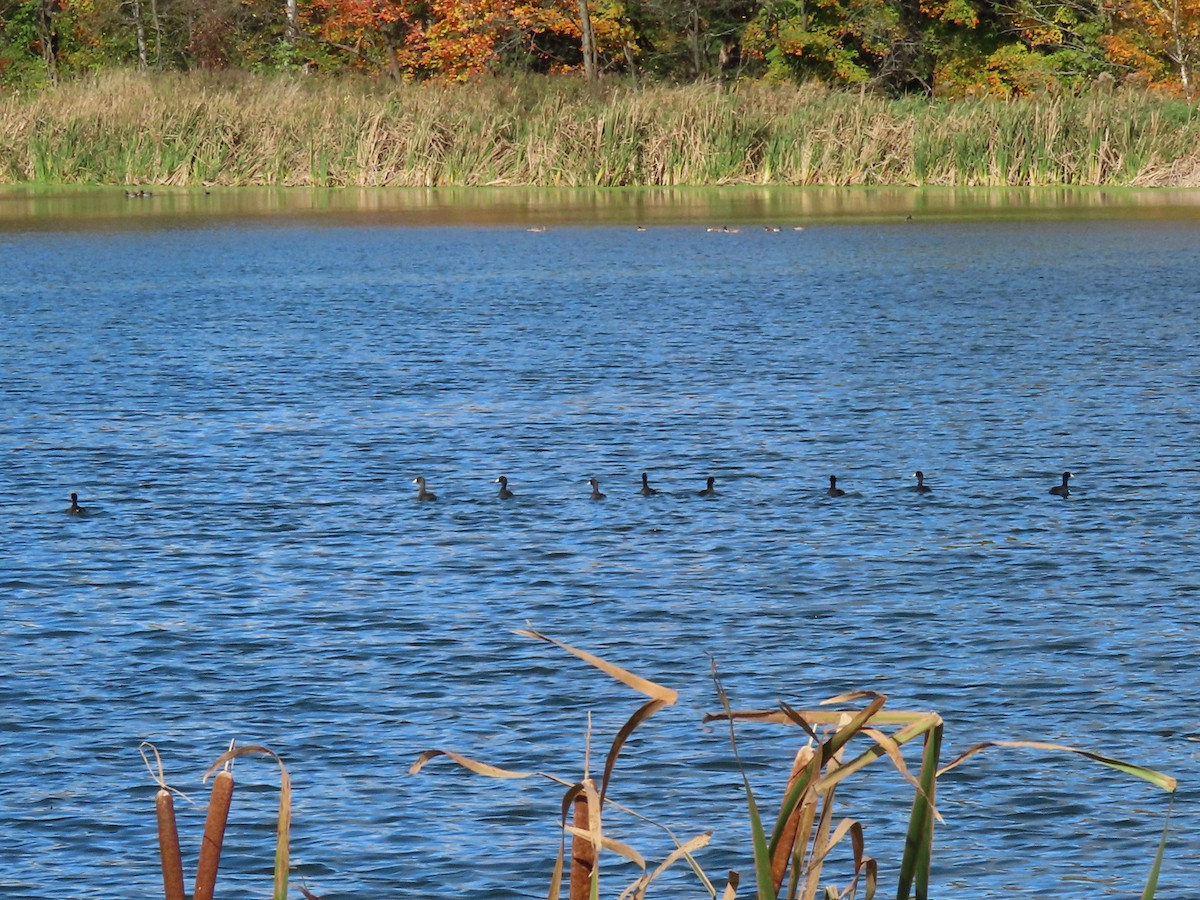 American Coot - ML610001220