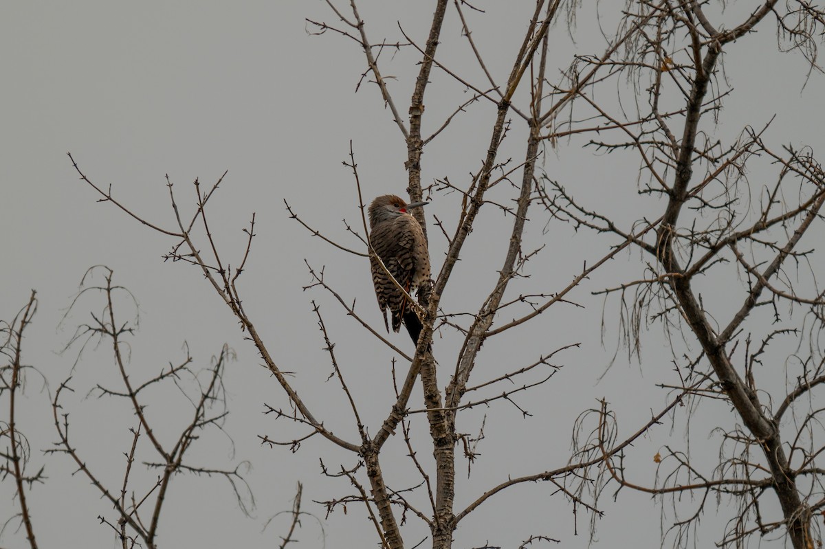 Northern Flicker - ML610001260