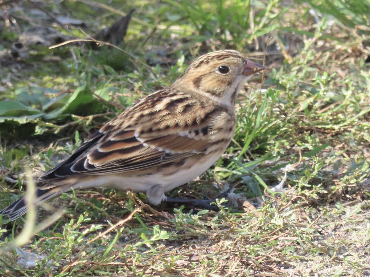 Lapland Longspur - David and Regan Goodyear