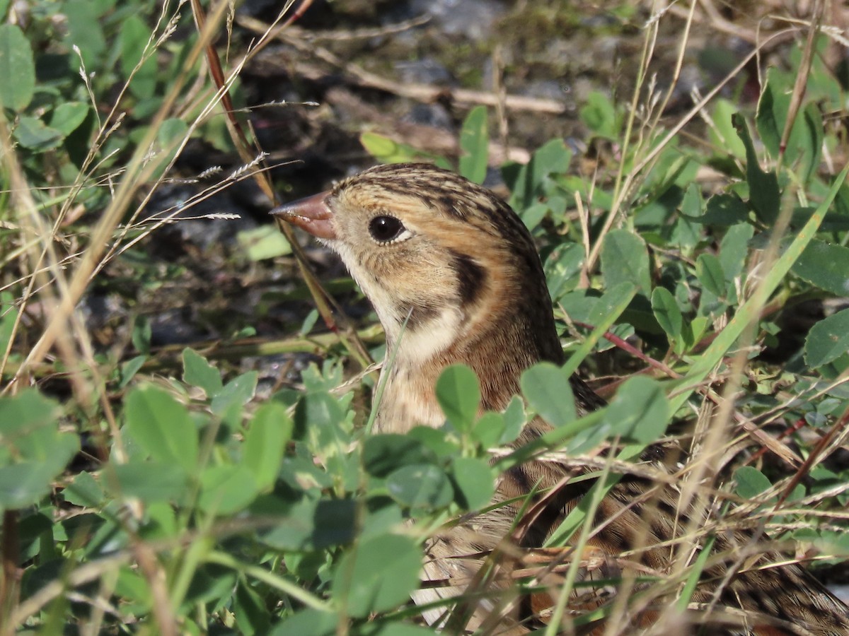 Lapland Longspur - ML610001316