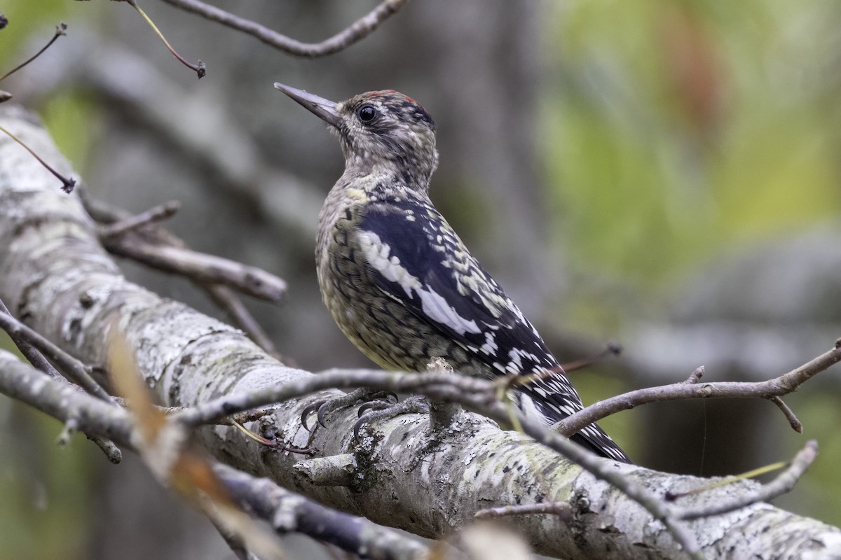Yellow-bellied Sapsucker - ML610001378