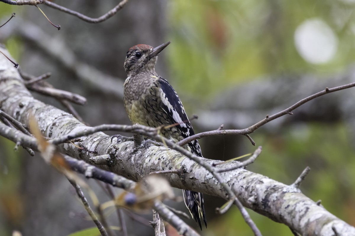 Yellow-bellied Sapsucker - ML610001379
