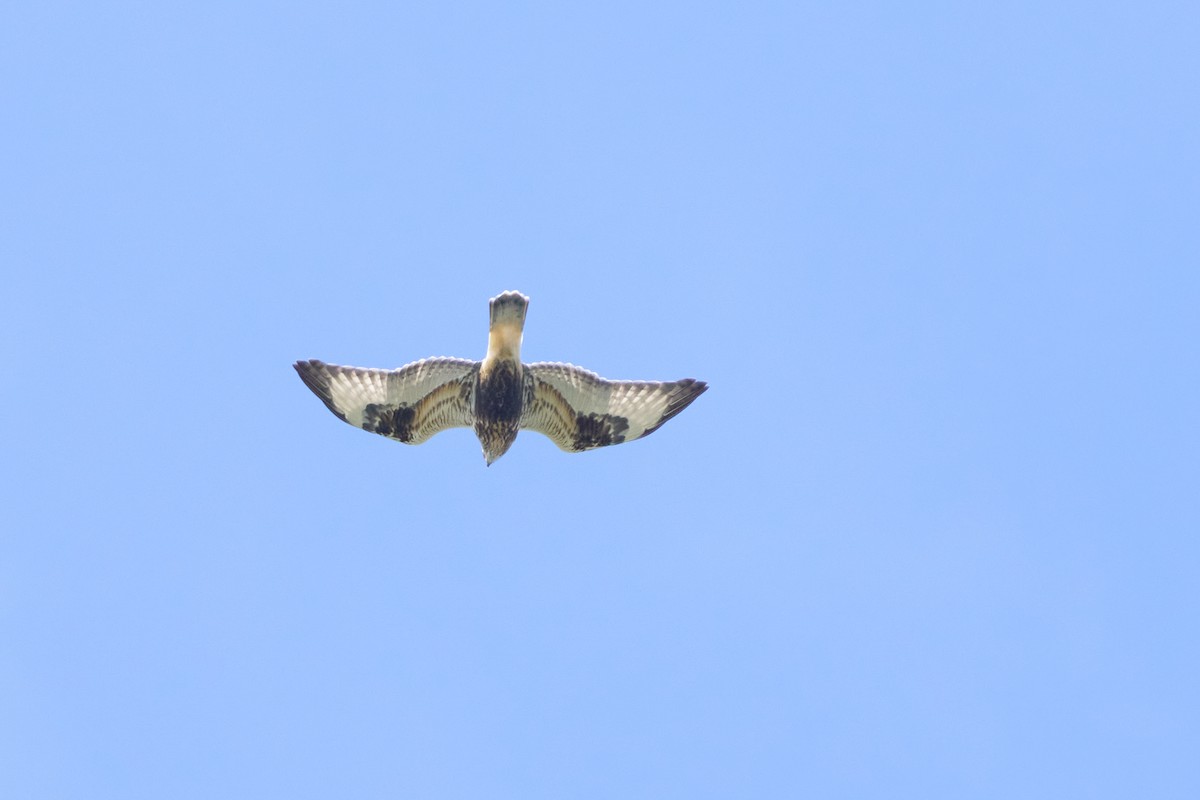 Rough-legged Hawk - Abby Sesselberg