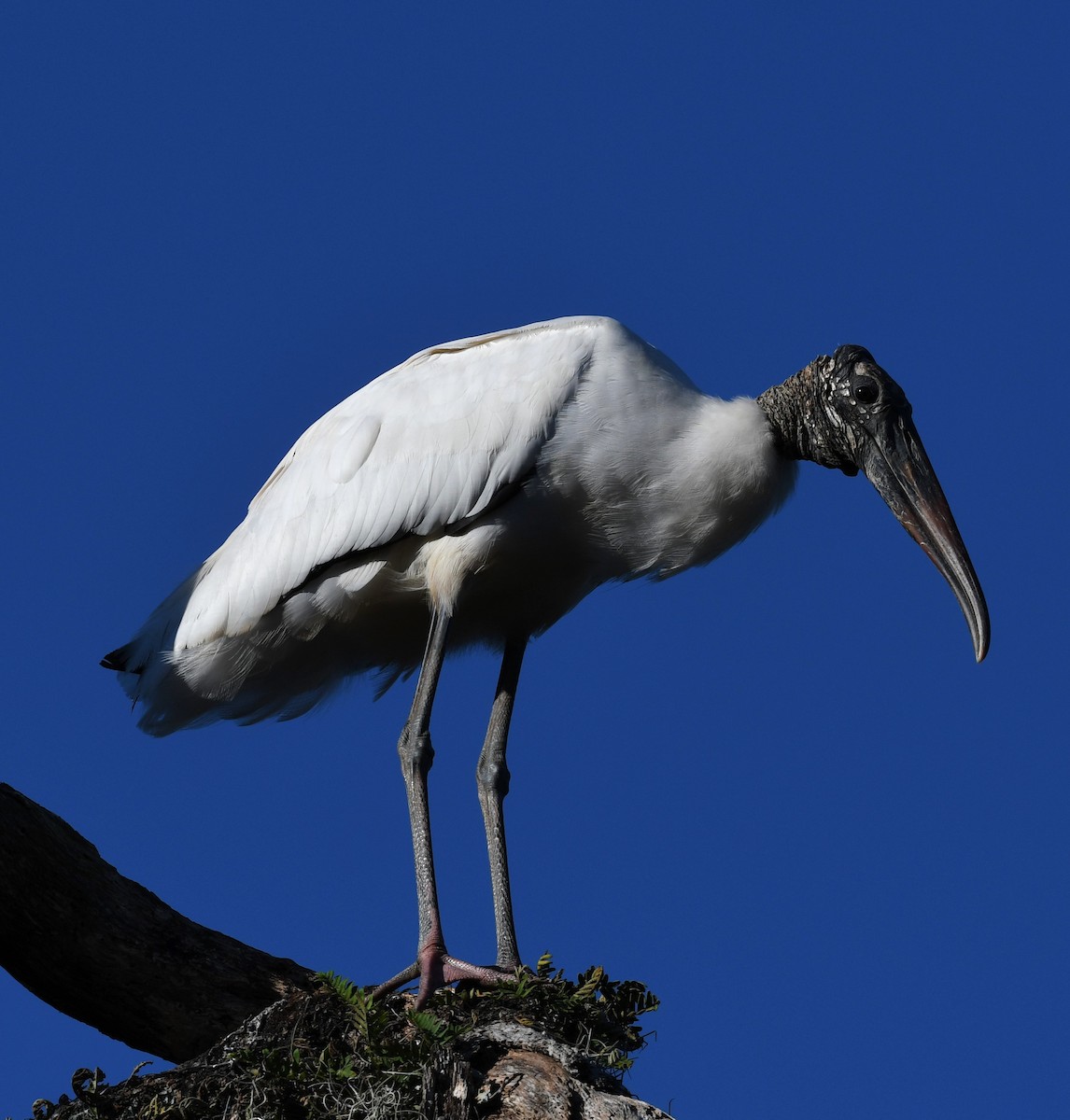 Wood Stork - ML610001421