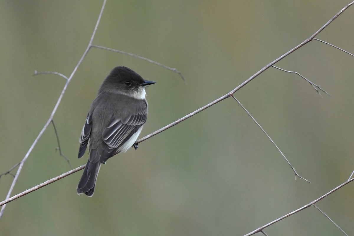 Eastern Phoebe - ML610001454