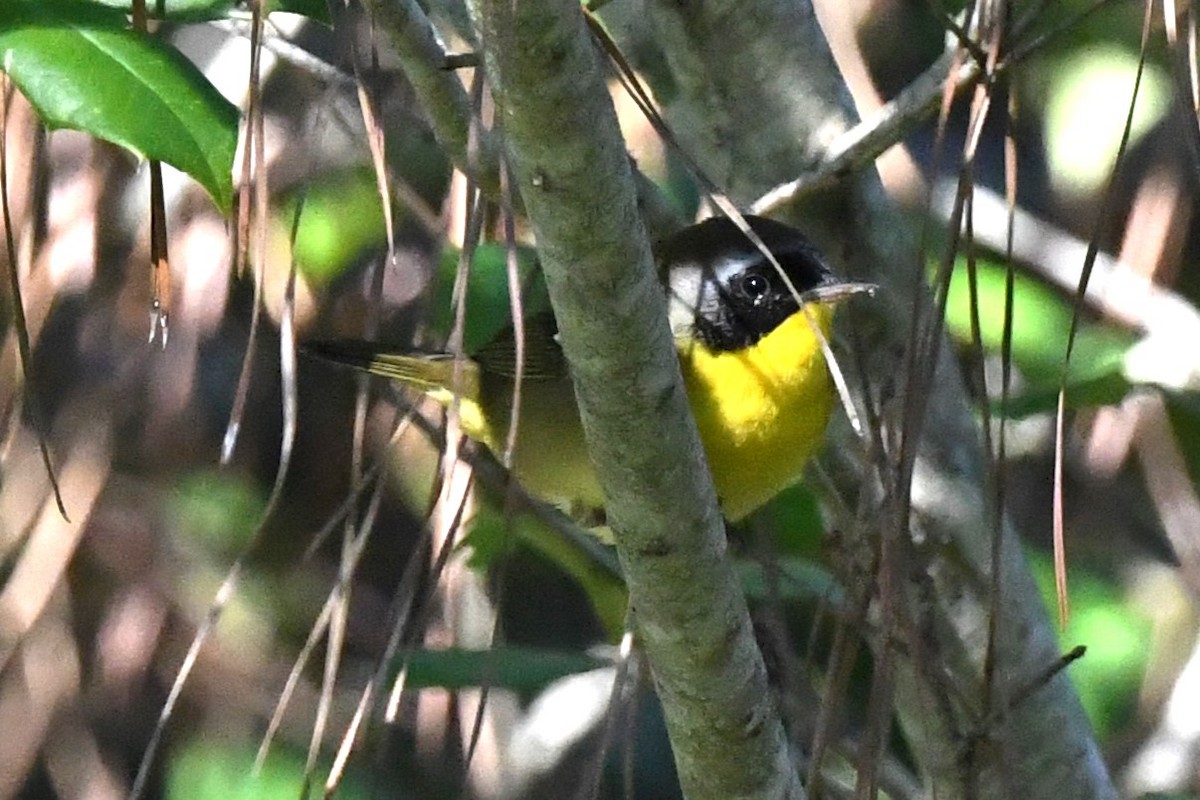 Common Yellowthroat - ML610001477