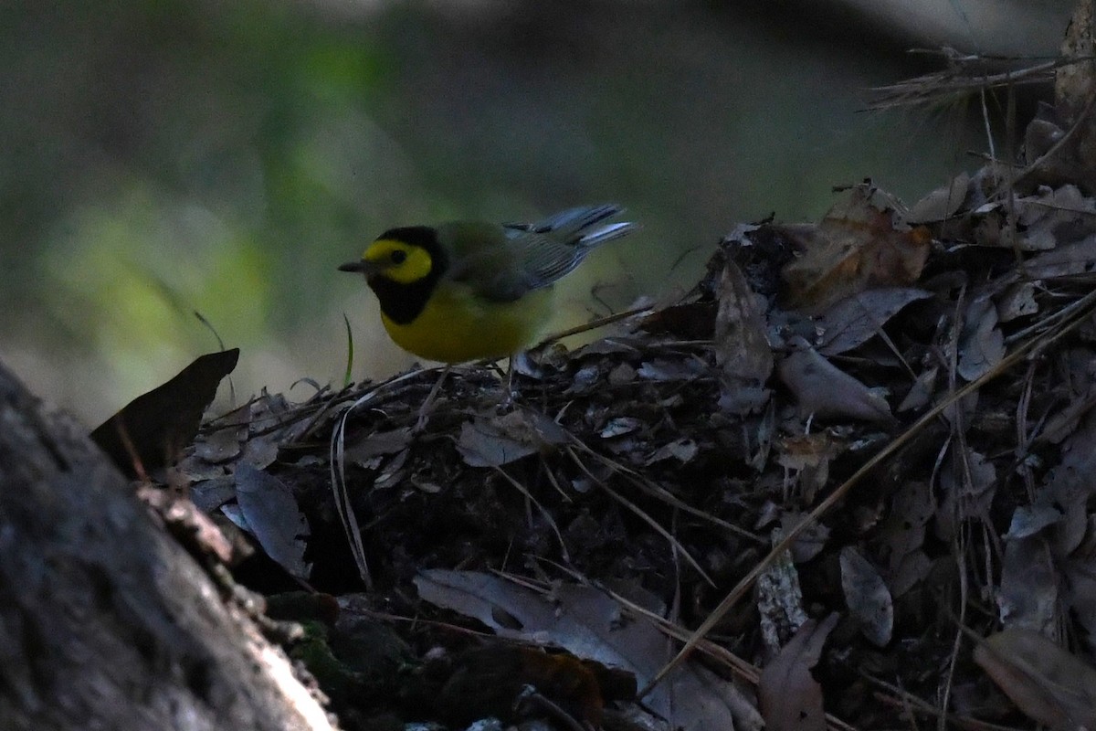 Hooded Warbler - Todd Love