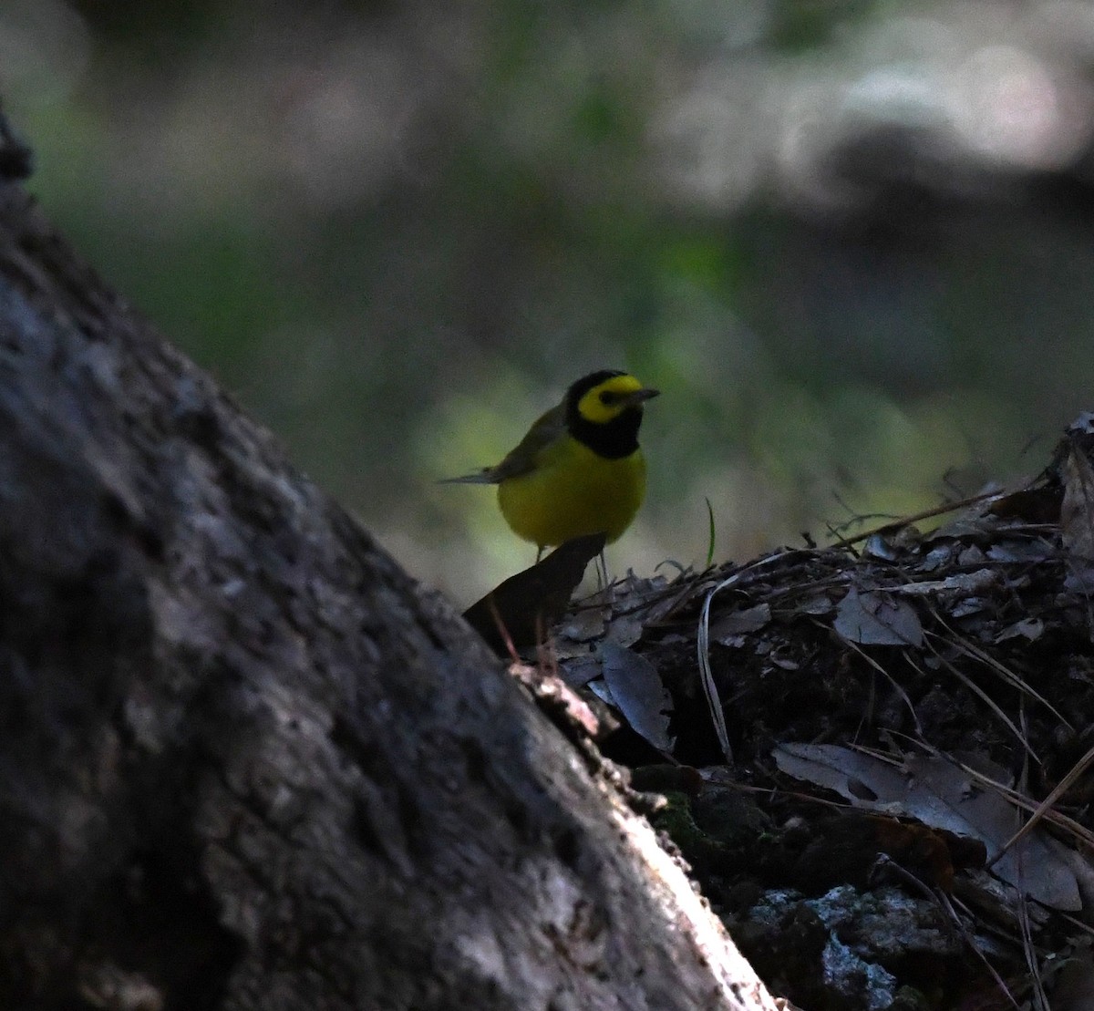 Hooded Warbler - ML610001498