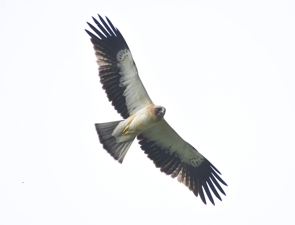 Booted Eagle - Anand Birdlife