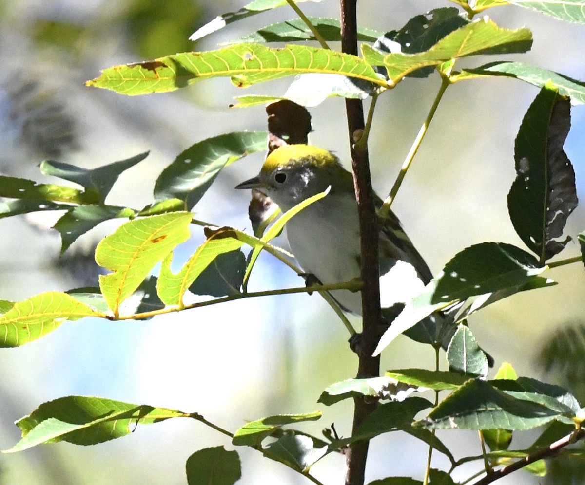 Chestnut-sided Warbler - ML610001552