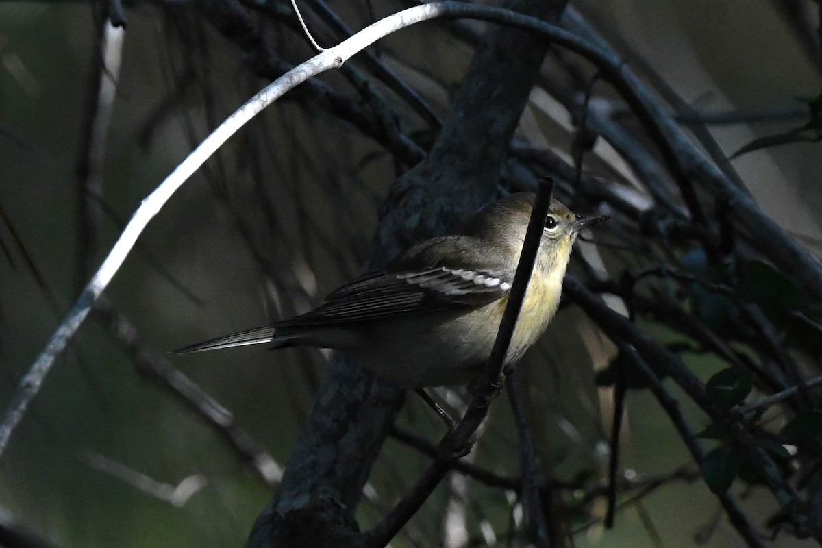 Blackpoll Warbler - ML610001595