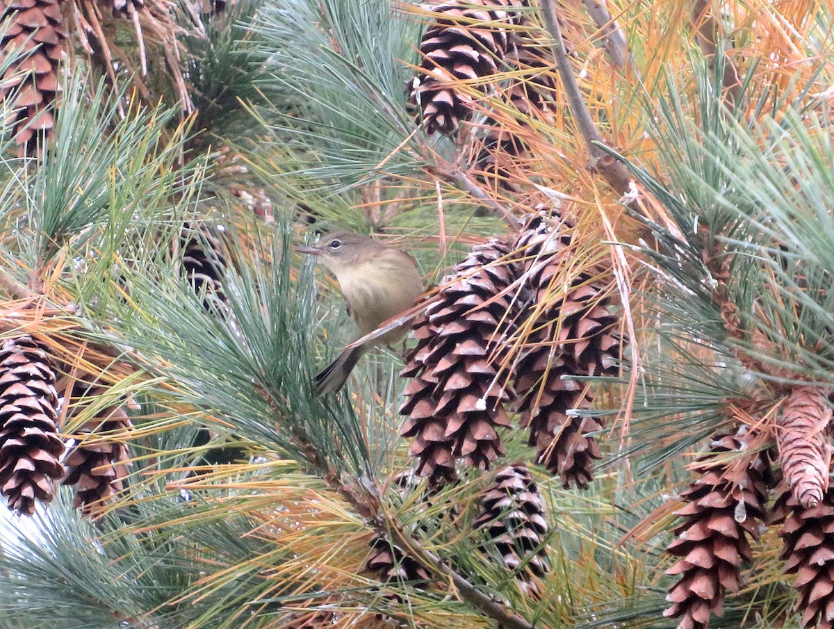 Pine Warbler - ML610001615