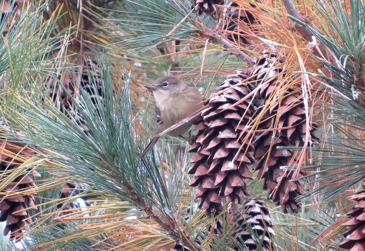 Pine Warbler - ML610001616