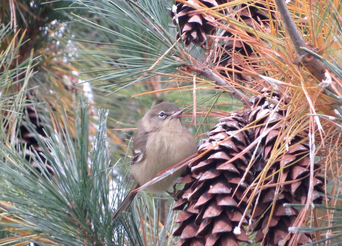 Pine Warbler - ML610001619
