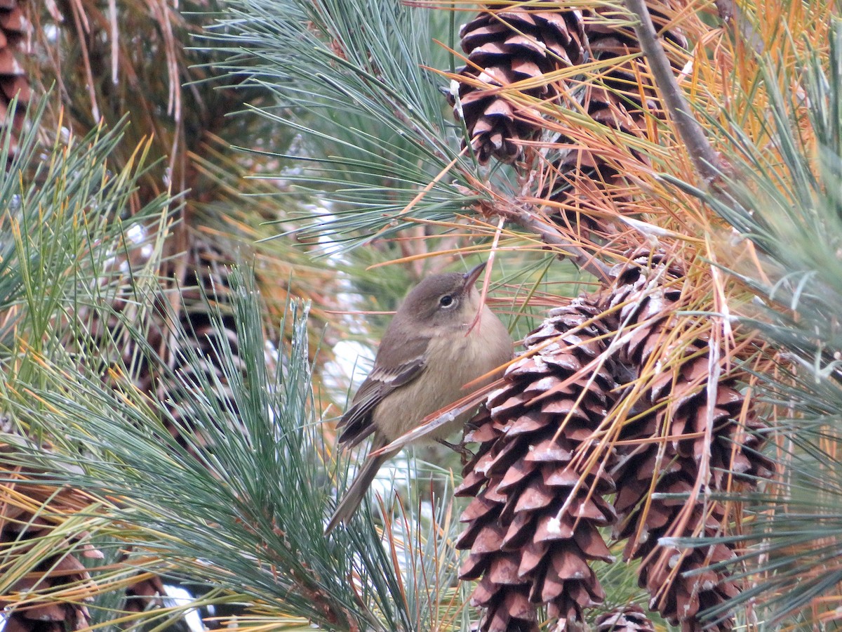 Pine Warbler - ML610001620