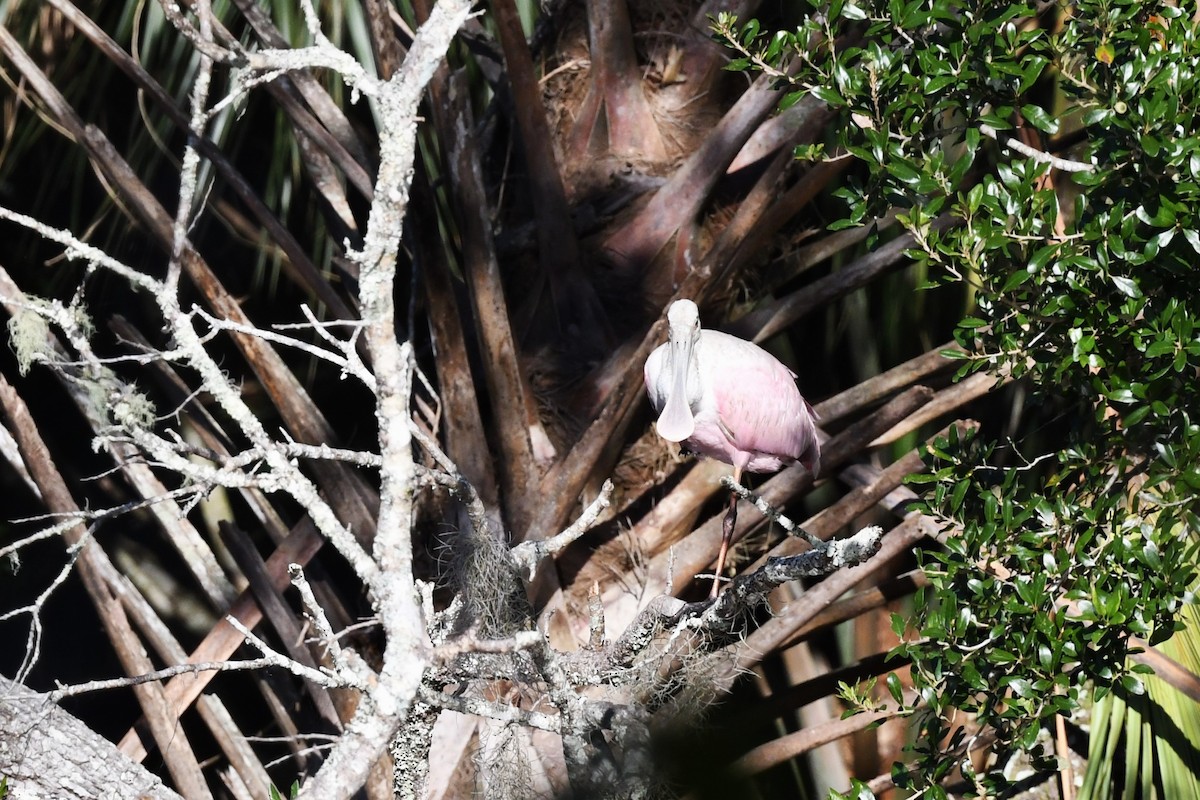 Roseate Spoonbill - ML610001645