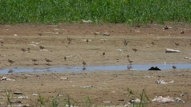 Buff-breasted Sandpiper - ML610001746