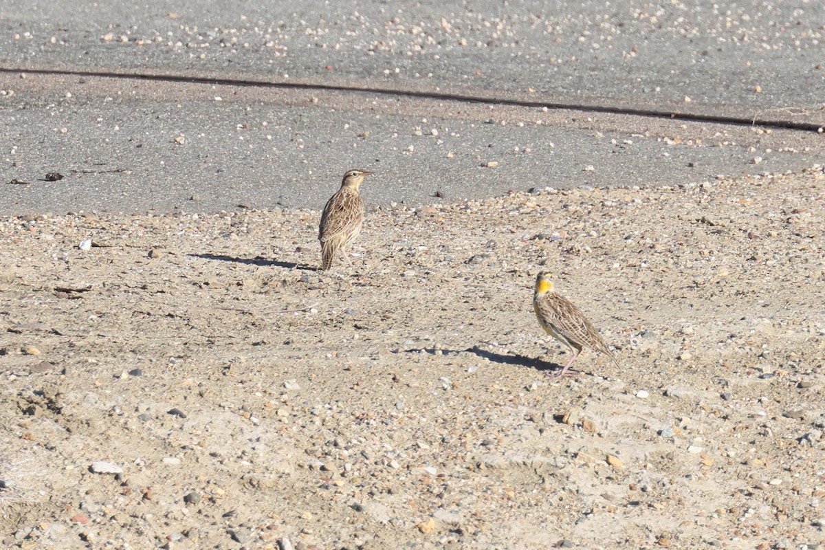 Western Meadowlark - Tom Fangrow