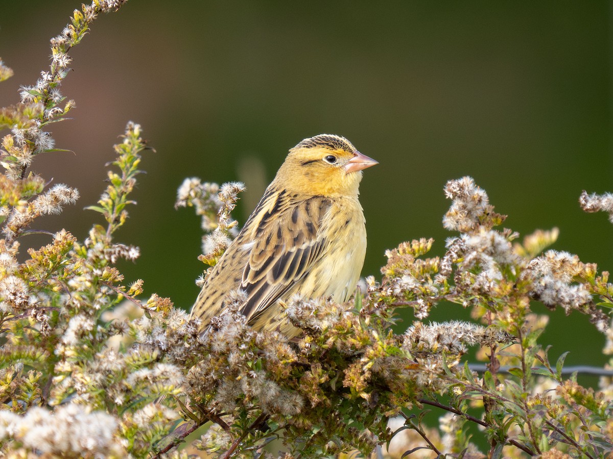 Bobolink - Leo McKillop