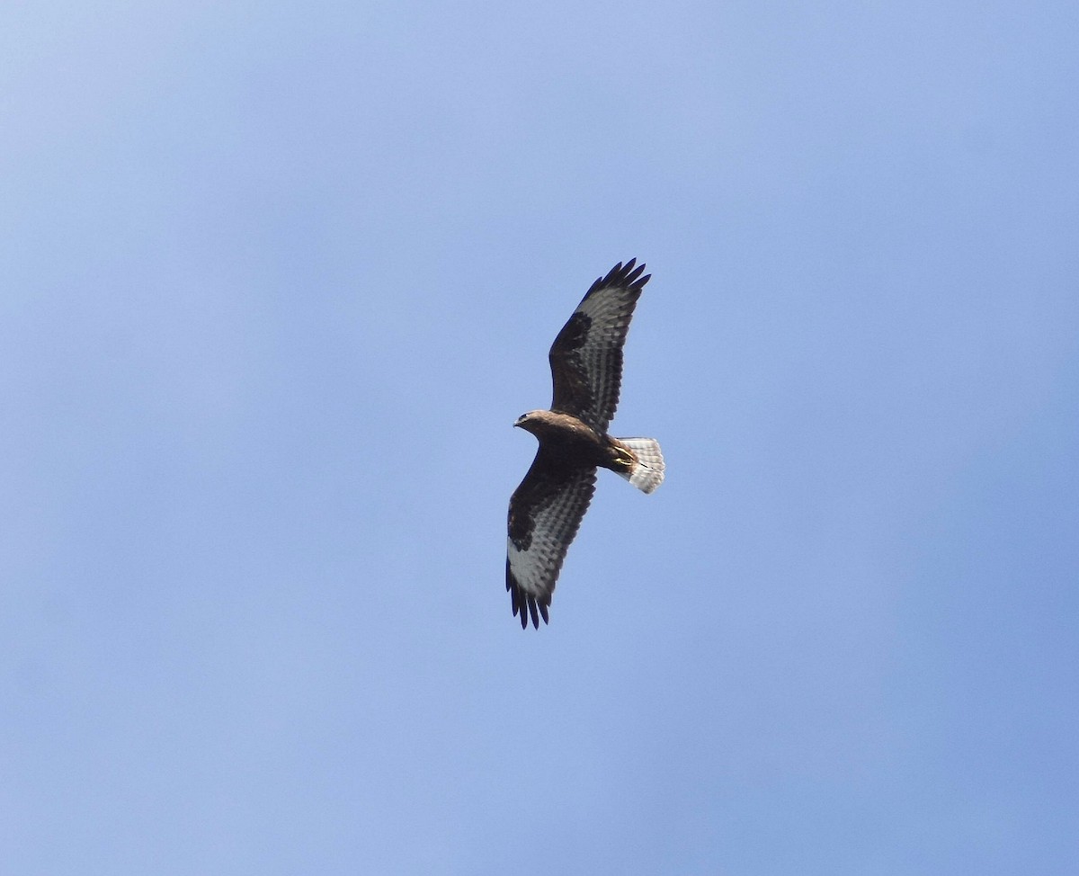 Common Buzzard - ML610001839